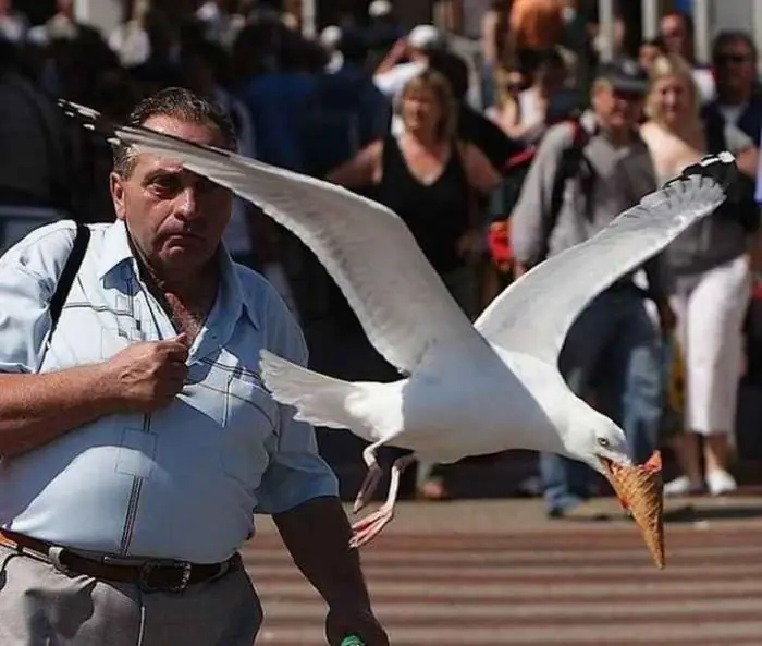 animales