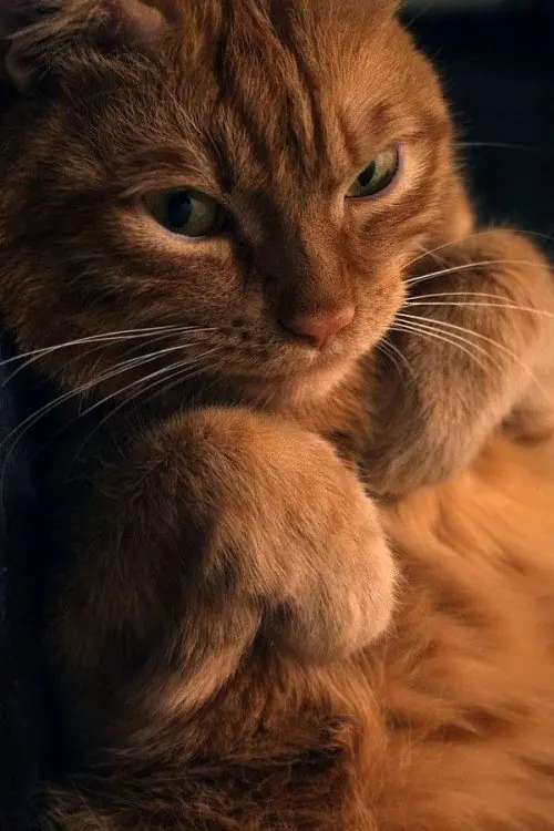 gatos