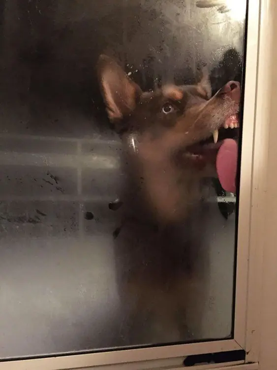 perros