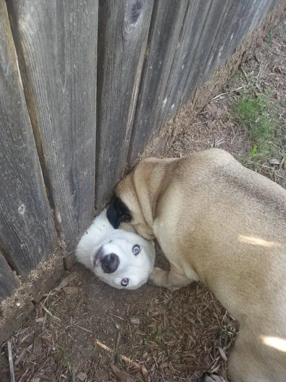 perros