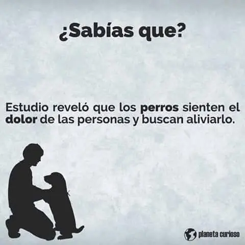 perder