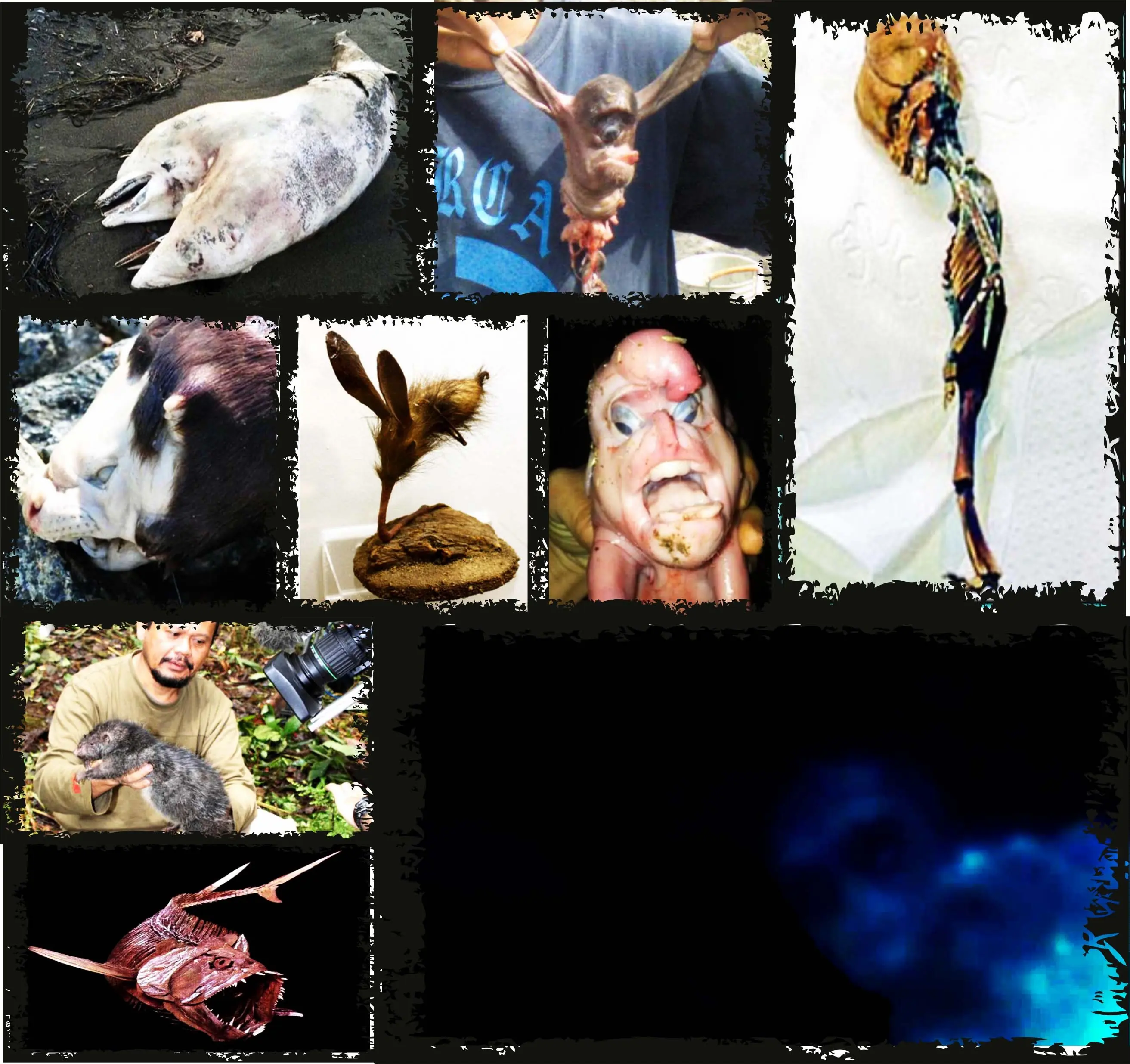 Animales desconocidos, seres extraños, criptozoologia
