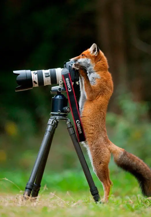 animales