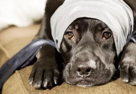como tratar a un perro lastimado o enfermo