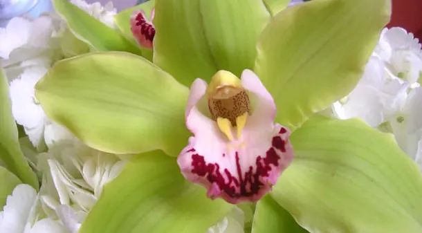 Orquídea