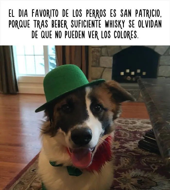 mascotas graciosas