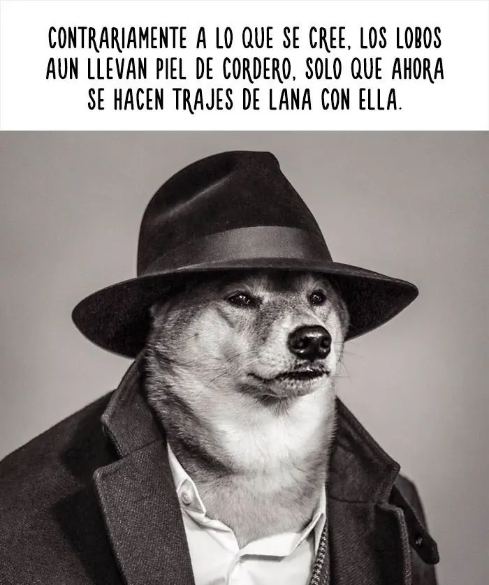 amimales