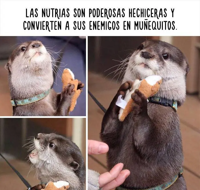 Datos increíbles de animales