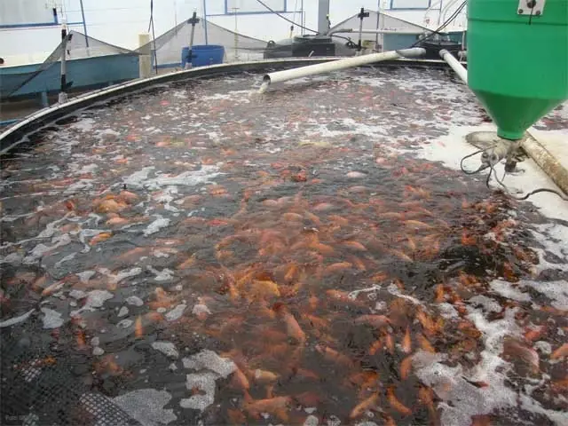 tilapia tilapia