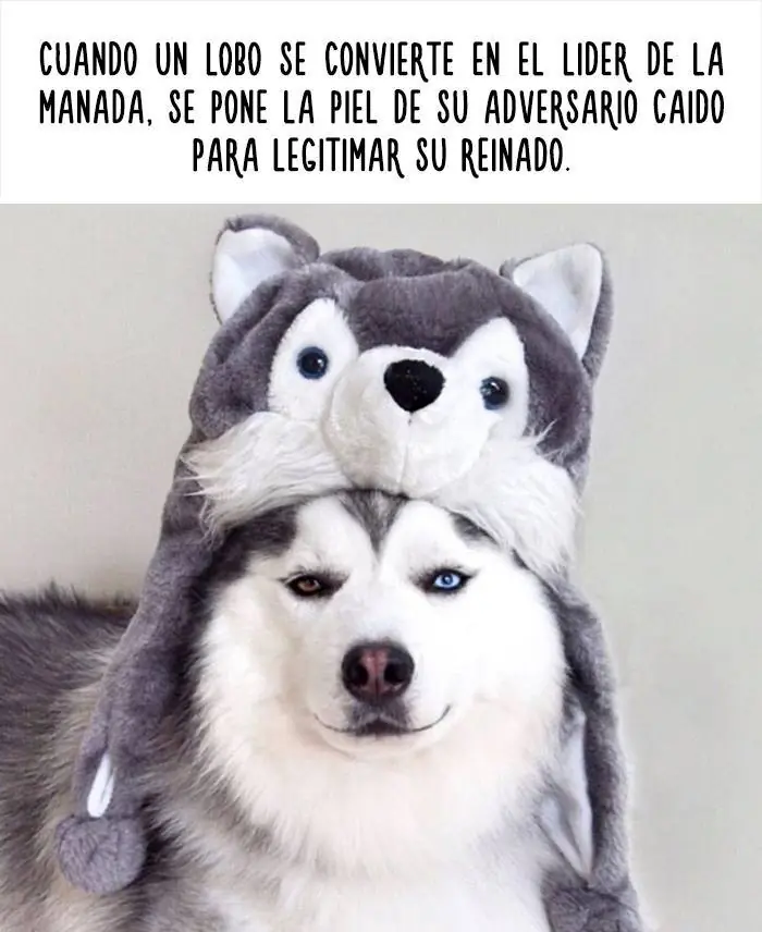 mascotas graciosas