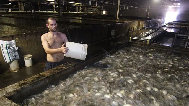 tilapia tilapia