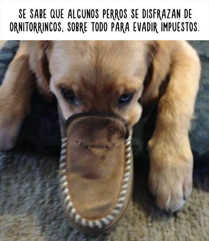 amimales