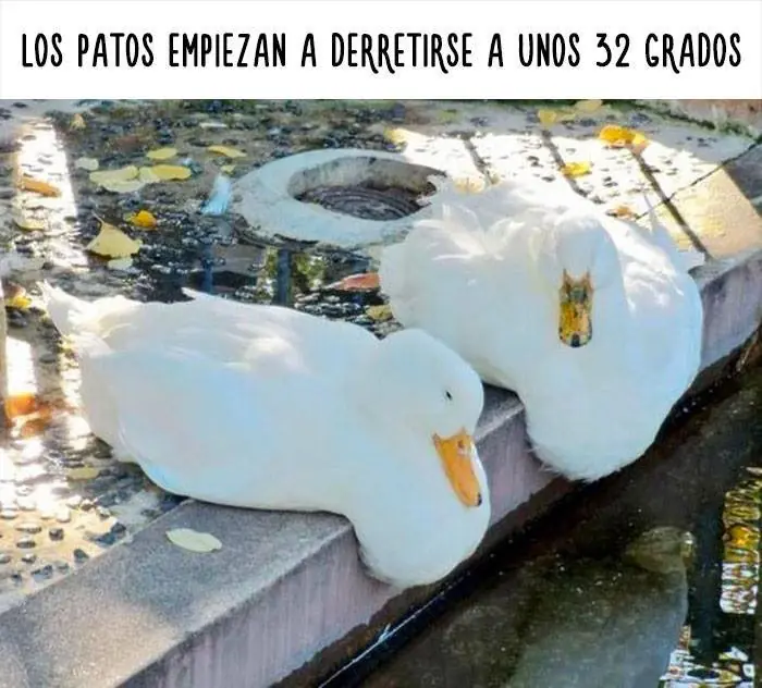 mascotas graciosas