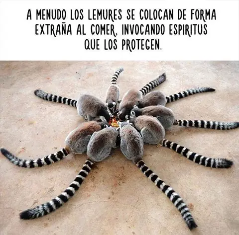 Datos increíbles de animales