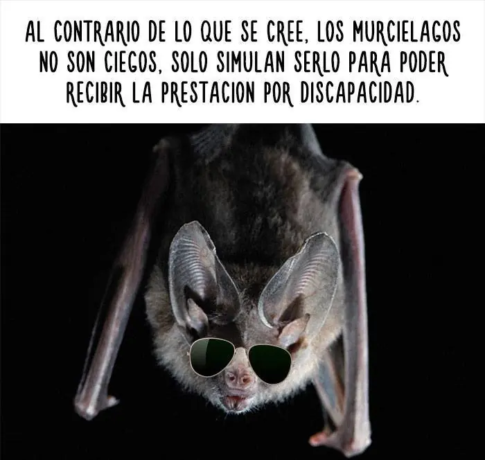 mascotas graciosas