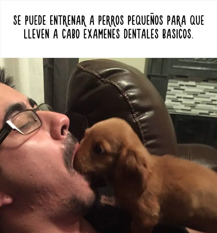 amimales