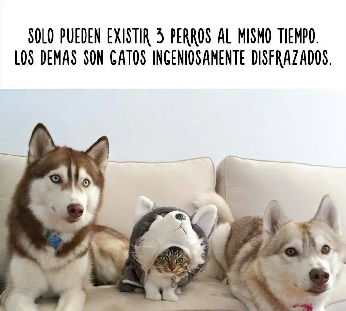amimales