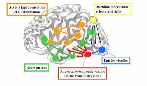 procesos cerebrales