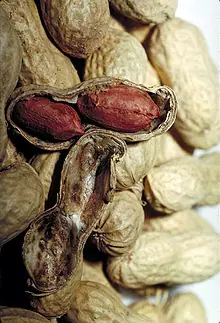 historia del cacahuete