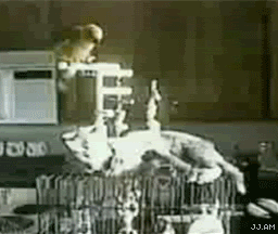 Gifs