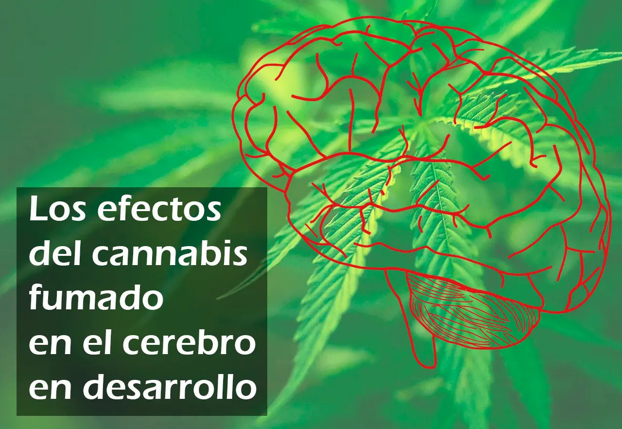 El peligro de la marihuana