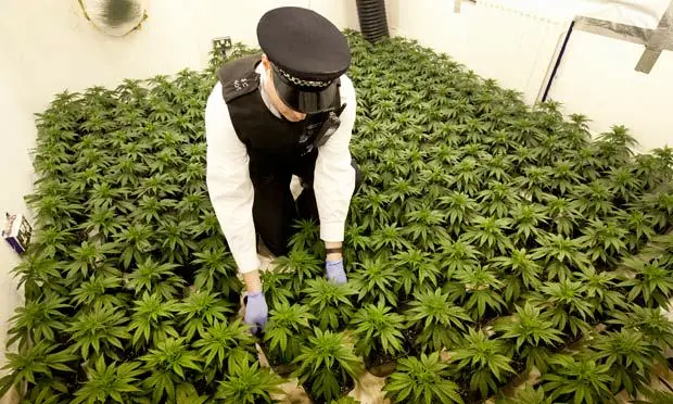 El peligro con el consumo de marihuana