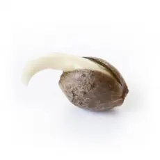 autocultivo