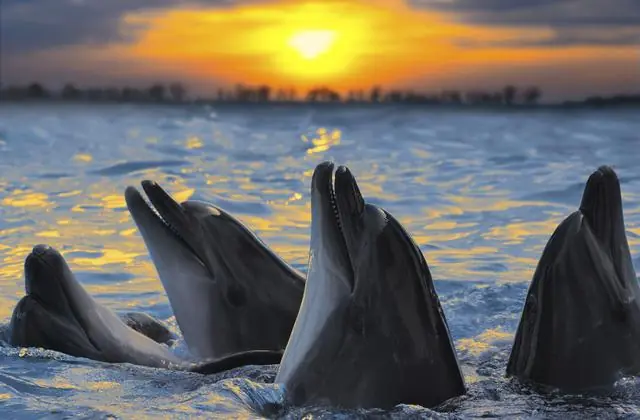 delfines