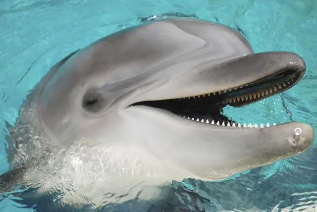 santiago del estero style