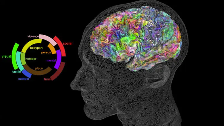 Crean atlas semántico del cerebro que permite leer la mente