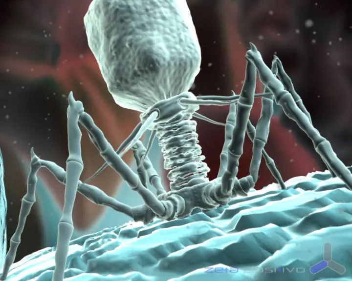 bacteriofago
