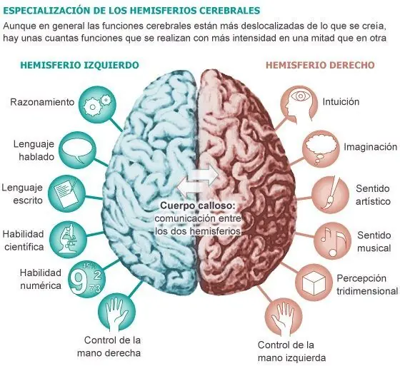 diferencia entre los dos hemisferios cerebrales?