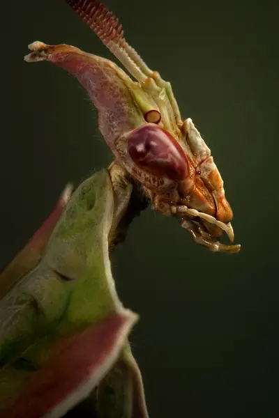 mantis mantis