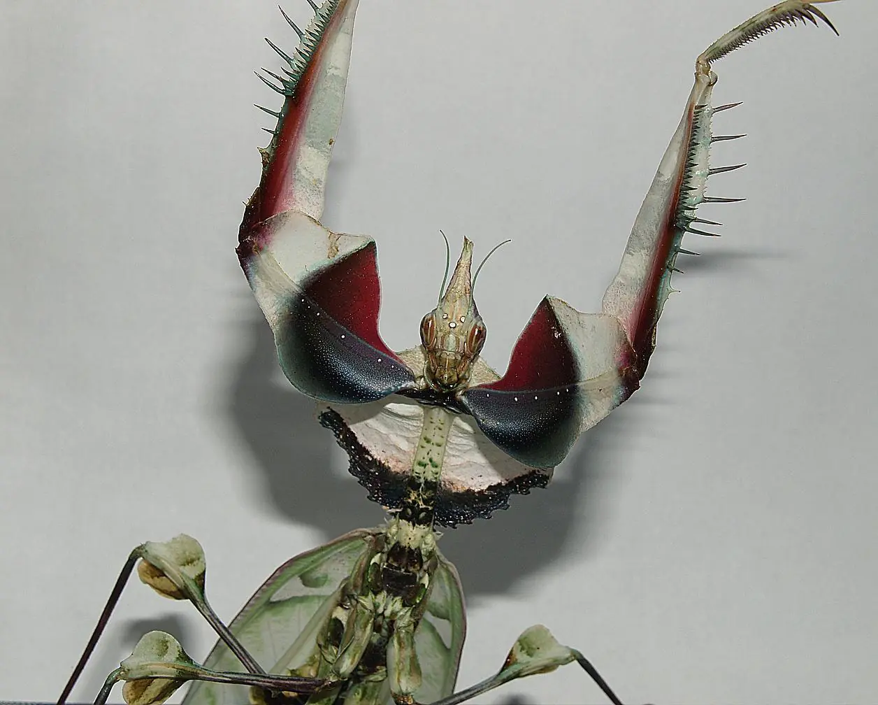 especies raras