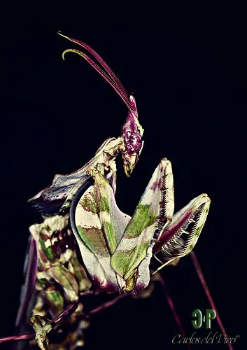 mascotas exoticas