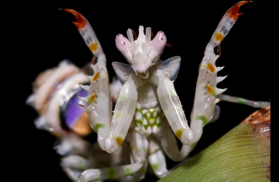 La Idolomantis Diabolico el insecto mas raro del mundo