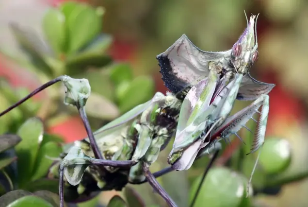 mantis religiosa