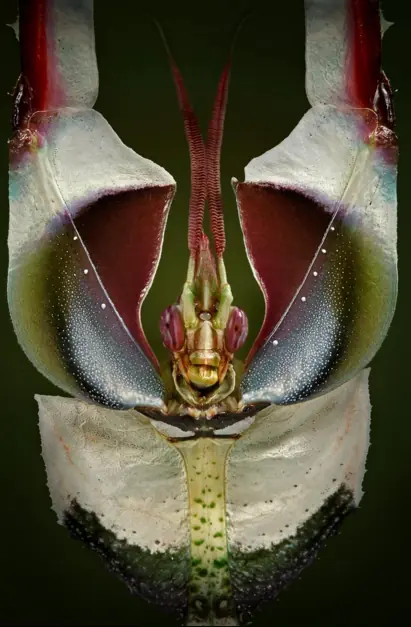 mantis diabolica