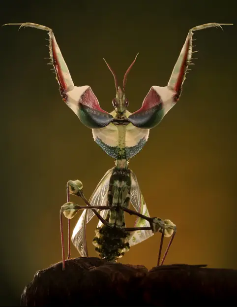 idolomantis diabolica