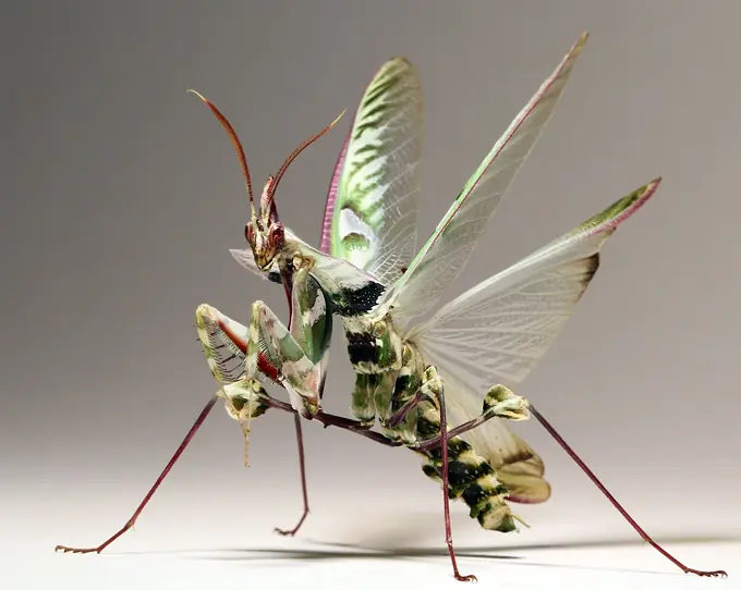 mantis religiosa mantis religiosa