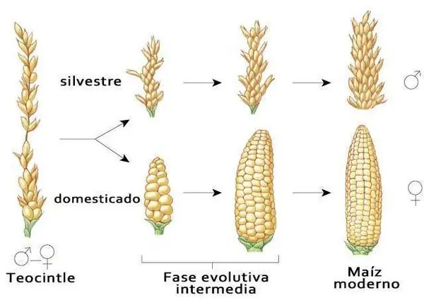 Conoce a el Teocintle, el antepasado del maíz