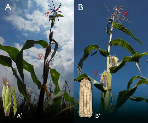 elotes
