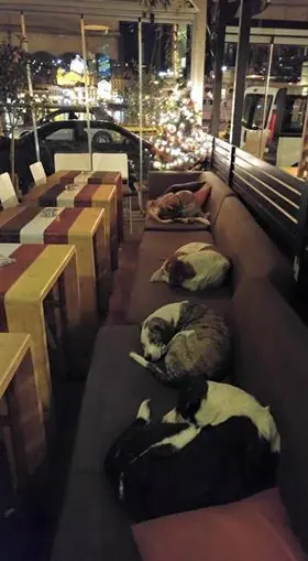 perros