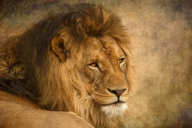 leones