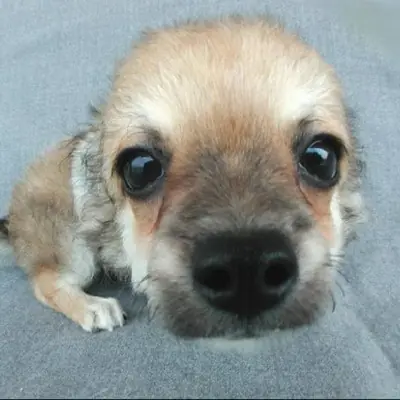 mulita