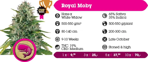 sativa
