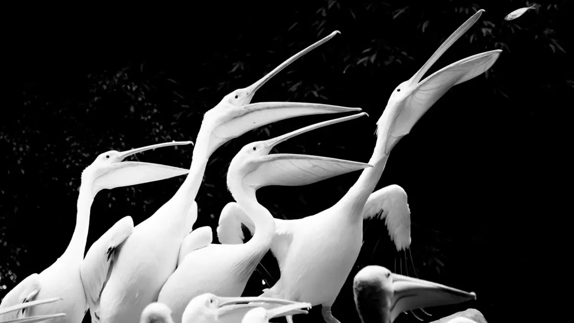 Photography Awards 2016 Photography Awards 2016