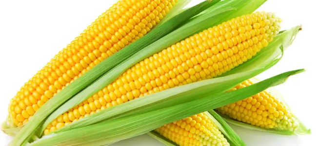 trangenicos
