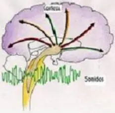 cerebro