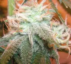cocaina